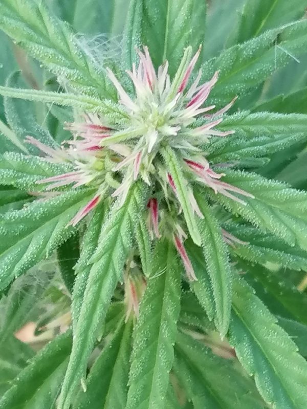 Canna24.gr