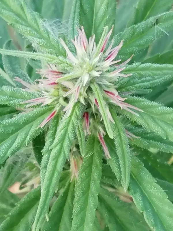 Canna24.gr