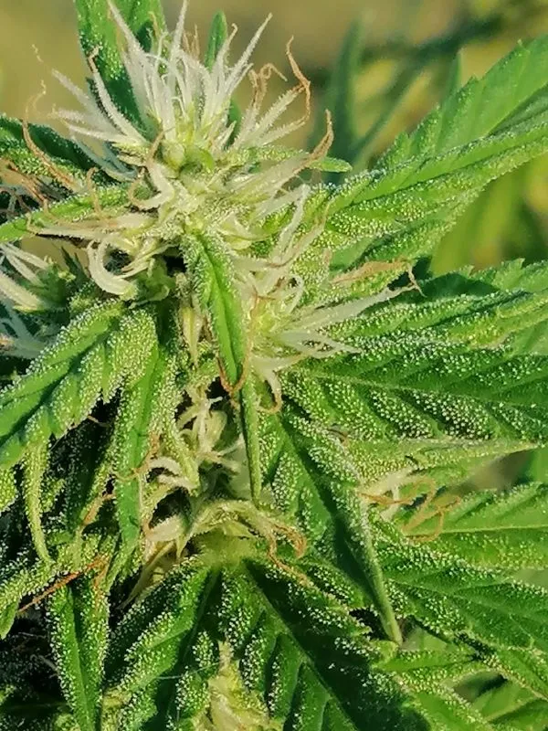 Canna24.gr