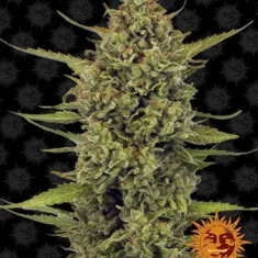 Barneys Farm - Acapulco Gold - 1 feminised seed