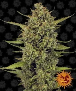 Barneys Farm - Acapulco Gold - 1 feminised seed