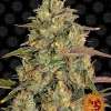Barneys Farm - Amnesia Lemon - 1 feminised seed