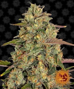 Barneys Farm - Amnesia Lemon - 1 feminised seed