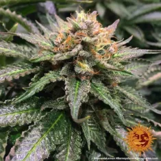 Barneys Farm - Amnesia Lemon - 5 seeds