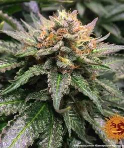 Barneys Farm - Amnesia Lemon - 5 seeds