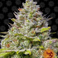 Barneys - Glue Gelato Auto - 5 feminised seeds