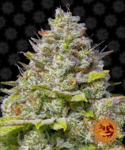 Barneys - Glue Gelato Auto - 5 feminised seeds