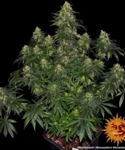 Barneys Farm -BLUE GELATO 41- 1 feminised seed