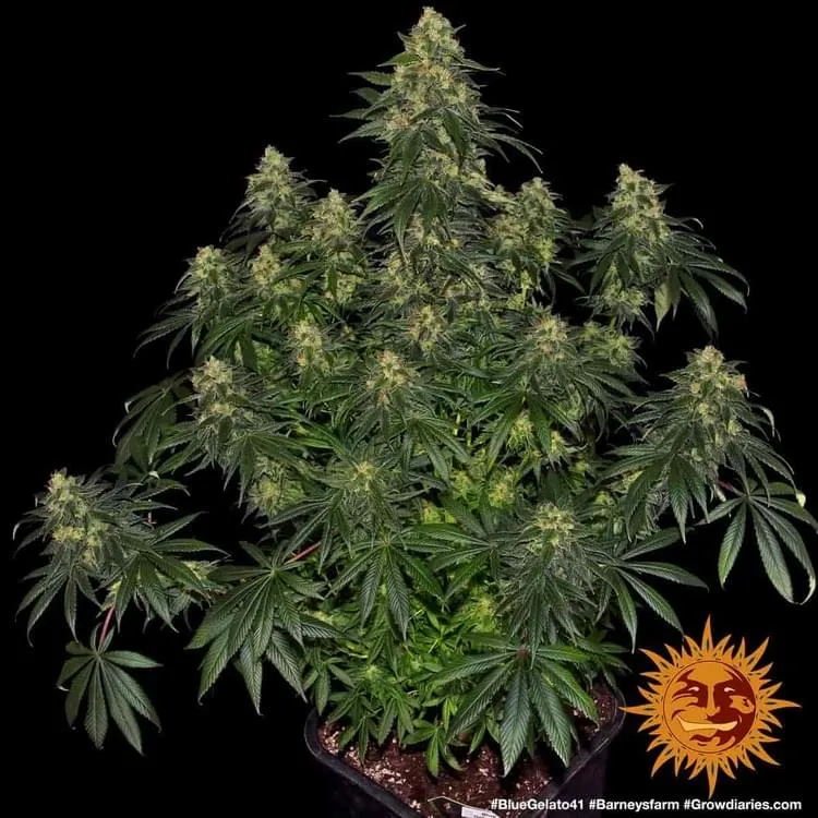 Barneys Farm -BLUE GELATO 41- 1 feminised seed
