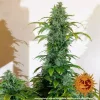 Barneys - Blueberry Cheese Auto - 5 seeds