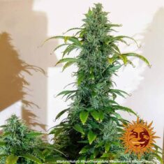 blueberry cheese auto support 9
