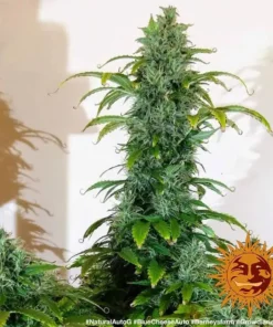 Barneys - Blueberry Cheese Auto - 5 seeds