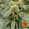 Barneys - Blueberry Cheese Auto - 1 seed