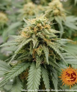 Barneys - Blueberry Cheese Auto - 1 seed