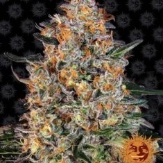 Barneys - Bubba Kush - 1 feminised seed