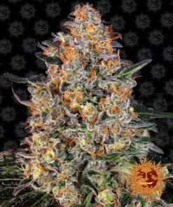 Barneys - Bubba Kush - 1 feminised seed
