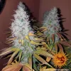 Barneys - Cookies Kush - 1 feminised seed