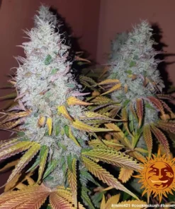 Barneys - Cookies Kush - 1 feminised seed