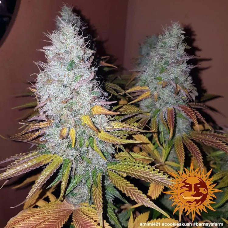 Barneys - Cookies Kush - 1 feminised seed