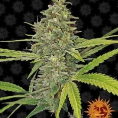 Barneys G13 Haze - 1 feminised seed