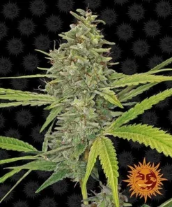 Barneys G13 Haze - 1 feminised seed