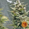 Barneys - G13 Haze - 5 feminised seeds