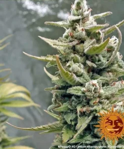 Barneys - G13 Haze - 5 feminised seeds