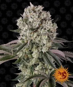 Barneys – Glookies – 5 feminised seeds
