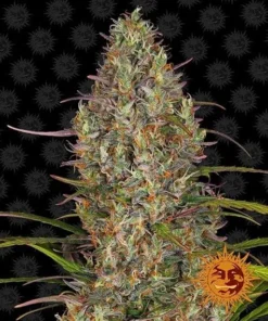 Barneys - Glue Gelato Auto - 1 feminised seed