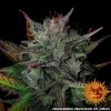 Barneys –Glue Gelato Auto feminised 3 seeds