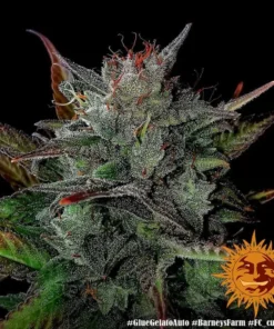 Barneys –Glue Gelato Auto feminised 3 seeds