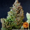 Barneys Farm - Gorilla Zkittlez - 3 seeds auto