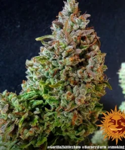 Barneys Farm - Gorilla Zkittlez - 3 seeds auto