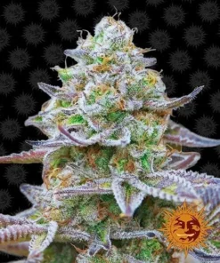 Barneys Farm - Gorilla Zkittlez - 3 seeds feminised