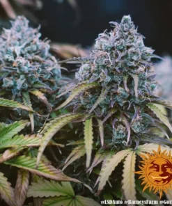 Barneys farm - LSD Auto - 3 seeds
