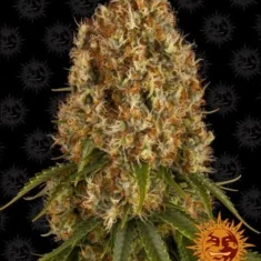 Barneys - Orange Sherbert - 5 feminised seeds