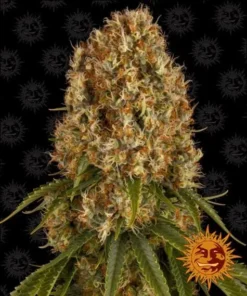 Barneys - Orange Sherbert - 5 feminised seeds