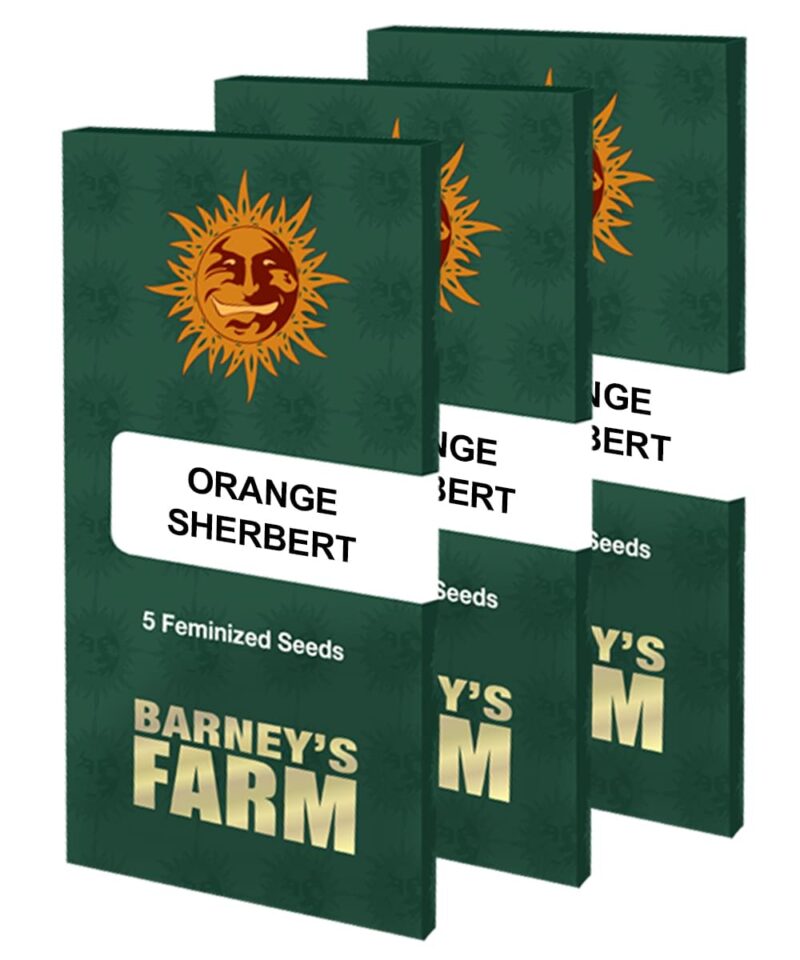 Barneys - Orange Sherbert - 1 seed - Image 3