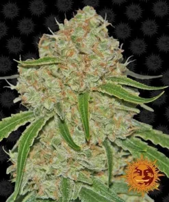 Barneys - Phantom OG - 3 feminised seeds