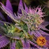 Barneys - Phantom OG - 3 feminised seeds