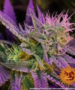 Barneys - Phantom OG - 3 feminised seeds