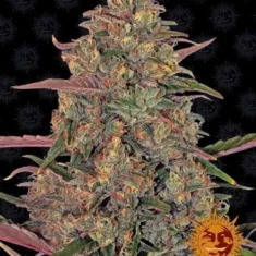 Barneys - Pineapple Chunk - 3 feminised seeds