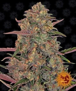 Barneys - Pineapple Chunk - 3 feminised seeds