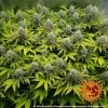 Barneys - Pineapple Chunk - 1 feminised seed