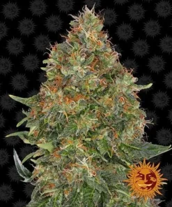 Barneys - Pineapple Express Auto - 3 seeds