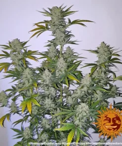 Barneys - Pineapple Express Auto - 1 seed