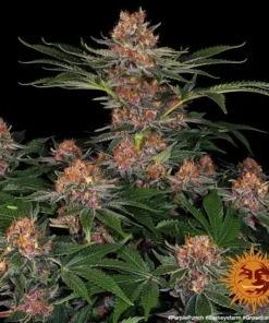 Barneys - Purple Punch Auto - 3 seeds