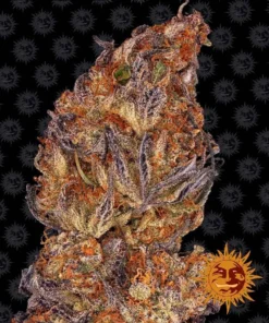 Barneys - Runtz x Layer Cake - 5 feminised seeds