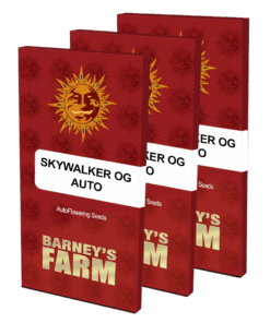 Barneys - Skywalker OG Auto - 3 seeds