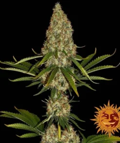 Barneys - Strawberry Lemonade - 3 feminised seeds